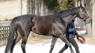 ジャスティンパレスがアロースタッドに到着 種付け料は受胎確認後支払い150万円