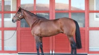 馬体派記者イチオシのAJCC出走馬とは？ 「まだ重賞を勝てていないのが不思議」