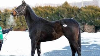 北海道市場で「2026冬季繁殖馬セール」が開催 売上総額は9710万円