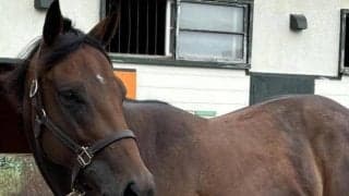 ニックスゴー産駒がJRA初出走 父は21年の世界No.1ホース