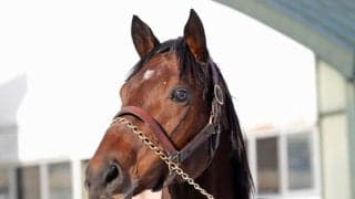 24年JBCスプリント覇者タガノビューティー 試験交配を無事終了し種牡馬生活へ