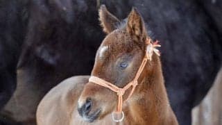 レモンポップの初産駒誕生