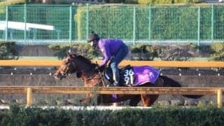 ラヴェニューなど、先週の入厩情報/栗東トレセンニュース