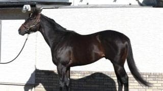 「今年のメンバーならレースセンスが生きる」 優れた先行力を持つ根岸S出走馬とは