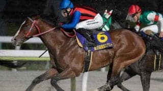 ギシギシが種牡馬生活をスタート 青森県の東北牧場にて