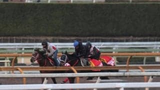 ラヴァンダ、東京新聞杯1週前追い切り速報/栗東トレセンニュース