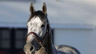 ミスティックロアがアロースタッドで種牡馬入り 近親にコントレイルがいる米国産馬