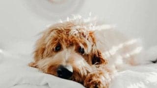 ストレスを抱える若年層の方必見。ストレスフリーな毎日を送るためのメンタルヘルス対策について解説します