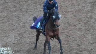 ディアナザールなど、先週の入厩情報/栗東トレセンニュース