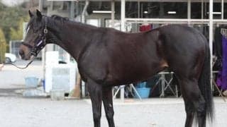 「前哨戦であれば多少のロスがあっても勝てるレベルの大器」 きさらぎ賞に挑む“6億円馬”に馬体派記者も太鼓判