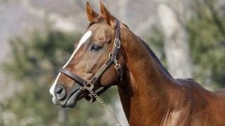 イーストスタッドで種牡馬展示会 メイショウハリオなど25頭が登場