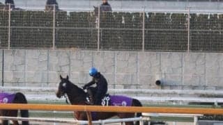 ラヴェニュー、共同通信杯1週前追い切り速報/栗東トレセンニュース