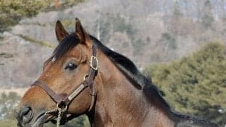 アロースタッドで種牡馬展示会 ウシュバテソーロなど28頭が登場