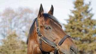 静内種馬場で日本軽種馬協会主催の種牡馬展示会 米三冠馬アメリカンファラオなど9頭が登場