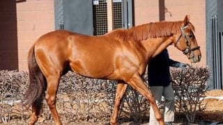 ダーレー・ジャパンスタリオンコンプレックスで種牡馬展示会 レモンポップなど12頭がお披露目