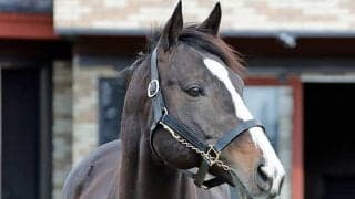 ブリーダーズ・スタリオン・ステーションで種牡馬展示会 ソウルラッシュやソールオリエンスの姿も