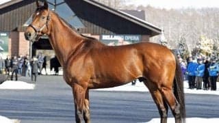 社台スタリオンステーションで総合展示会 新種牡馬ベラジオオペラを含む29頭登場