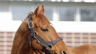 白馬牧場で種牡馬お披露目会 新入厩馬ヒガシウィルウィンなど