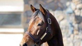 ビッグレッドFで種牡馬展示会 ウインブライトやゴールドシップ登場