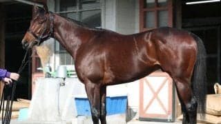 「非の打ち所がない」と絶賛 馬体派記者が太鼓判を押す共同通信杯出走馬とは