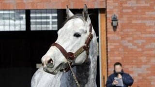 優駿SSで種牡馬展示会 マッドクールなど全28頭