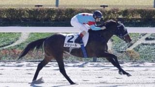【雲取賞】羽田盃前哨戦にマクリールなどJRA馬4頭