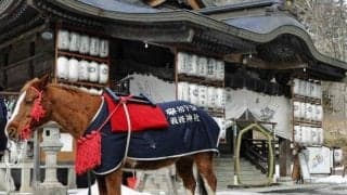 義経神社で馬産地の伝統神事「初午祭」が執り行われる 競馬関係者約150人が参列
