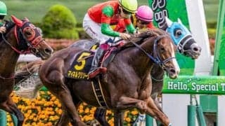 京都芝はグラスワンダー系が特注 京都記念はマイネルクリソーラが波乱呼ぶ