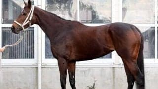 距離短縮や芝スタートにも不安なし！ 前走以上の状態で挑むフェブラリーS出走馬とは