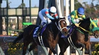 【フェブラリーS展望】実績と実力の裏打ちがあるダブルハートボンドを信頼