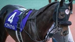 【フェブラリーS】デビュー10年目の富田暁騎手 一昨年覇者のペプチドナイルでGI初制覇なるか