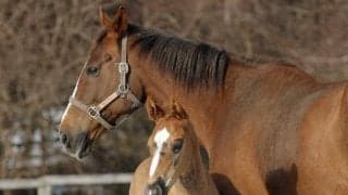 皐月賞馬ジャスティンミラノの産駒第1号が誕生