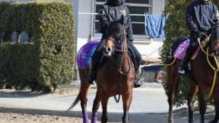 ダノンフィーゴ、かきつばた記念最終追い切り速報/栗東トレセンニュース