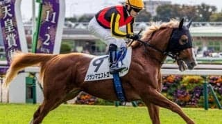 名牝グランアレグリアの初仔 グランマエストロが初勝利狙う