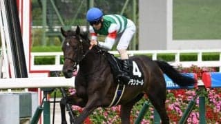 【チューリップ賞想定馬・騎手】アランカール、コニーアイランドなど15頭