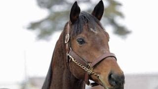 日本軽種馬協会七戸種馬場で合同展示会 多くの関係者やファンが詰めかける