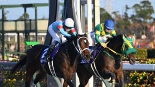 フェブラリーSは位置取り不問の地力勝負 ウィルソンテソーロが軸に最適だ