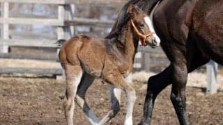 英国産種牡馬パールシークレットの本邦初年度産駒が誕生