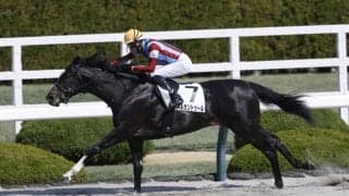 【阪神4R】単勝1.1倍メルカントゥールが完勝