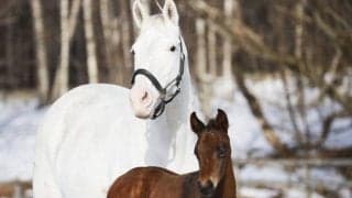 白毛馬サトノジャスミンがドウデュースとの仔を出産