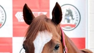 【注目馬動向】ネオムターフＣ４着のシンエンペラーは爪の回復次第で香港遠征を視野