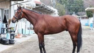 「雄大なスケール感を醸す逸材」 馬体派記者が太鼓判押す弥生賞出走馬とは