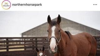 マイルＣＳ制覇ナミュールに初子が誕生　活発なコントレイル産駒の牡馬に「やんちゃだなぁ」「すでに英才教育が…」