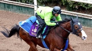 【注目馬動向】ママコチャはドバイからの招待届かずに高松宮記念へ　ムルソーは平安ＳかアンタレスＳを視野