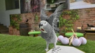 【WBC】大型インコのオリビアの侍ジャパンの１次ラウンド予想は？前回は日本戦予想全的中