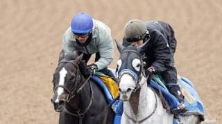 【中山牝馬Ｓ】ハンデには「仕方ない」と陣営も納得？　重賞連続２着のアンゴラブラックは活気あふれる動き