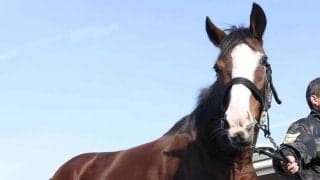 最少体重のアイドルホース　メロディーレーンが初子の牝馬を出産　子供の額には母そっくりの流星