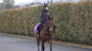 ラヴェニュー、毎日杯追い切り速報/栗東トレセンニュース