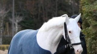 【注目馬動向】報知杯ＦＲを除外のマルガは８日の中山７Ｒに川田将雅騎手で出走へ