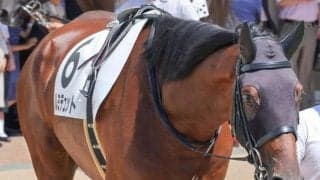 母は「白毛のアイドル」ユキチャン ルミテュットが初勝利なるか